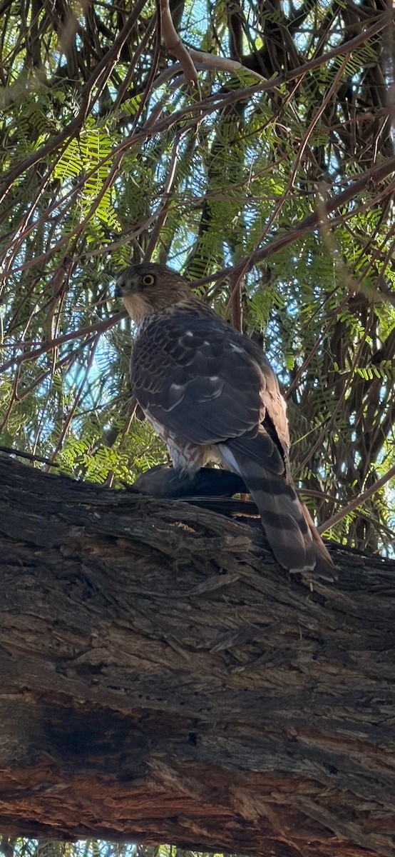 Cooper's Hawk - ML646785726