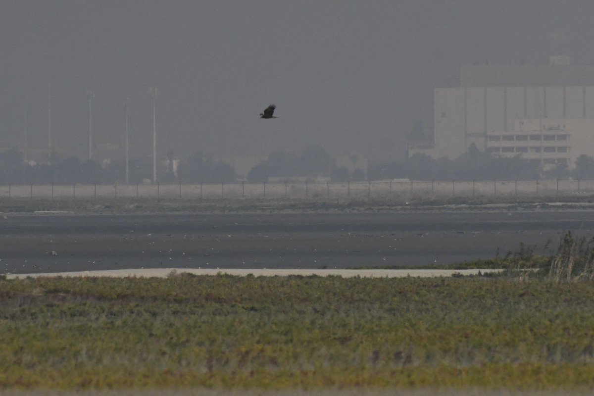 sivhauk - ML646785727