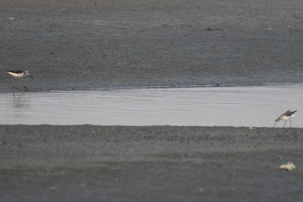 damsnipe - ML646785730