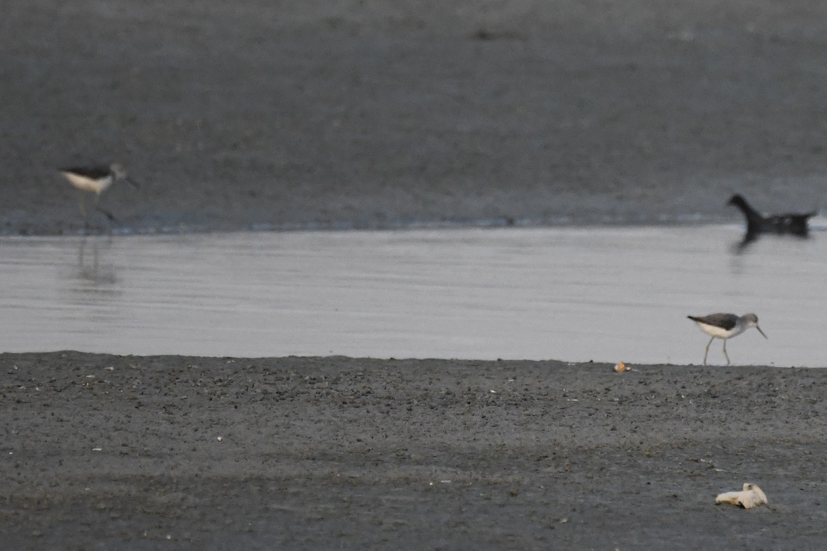 damsnipe - ML646785732