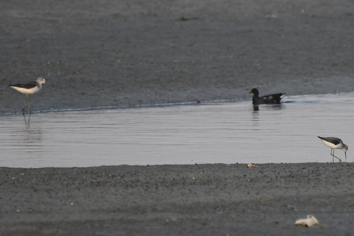 gluttsnipe - ML646785733