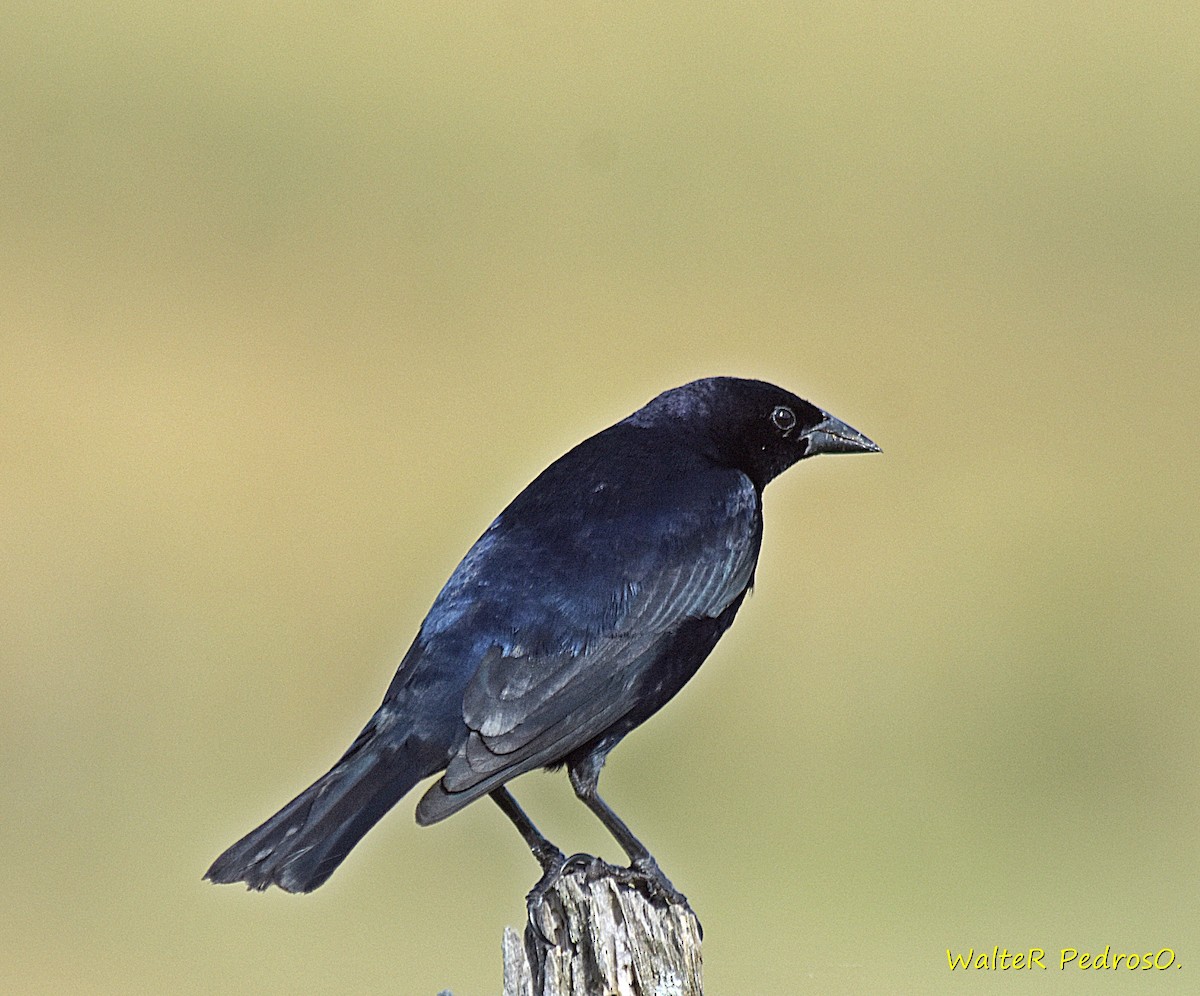 Vacher luisant - ML646785734