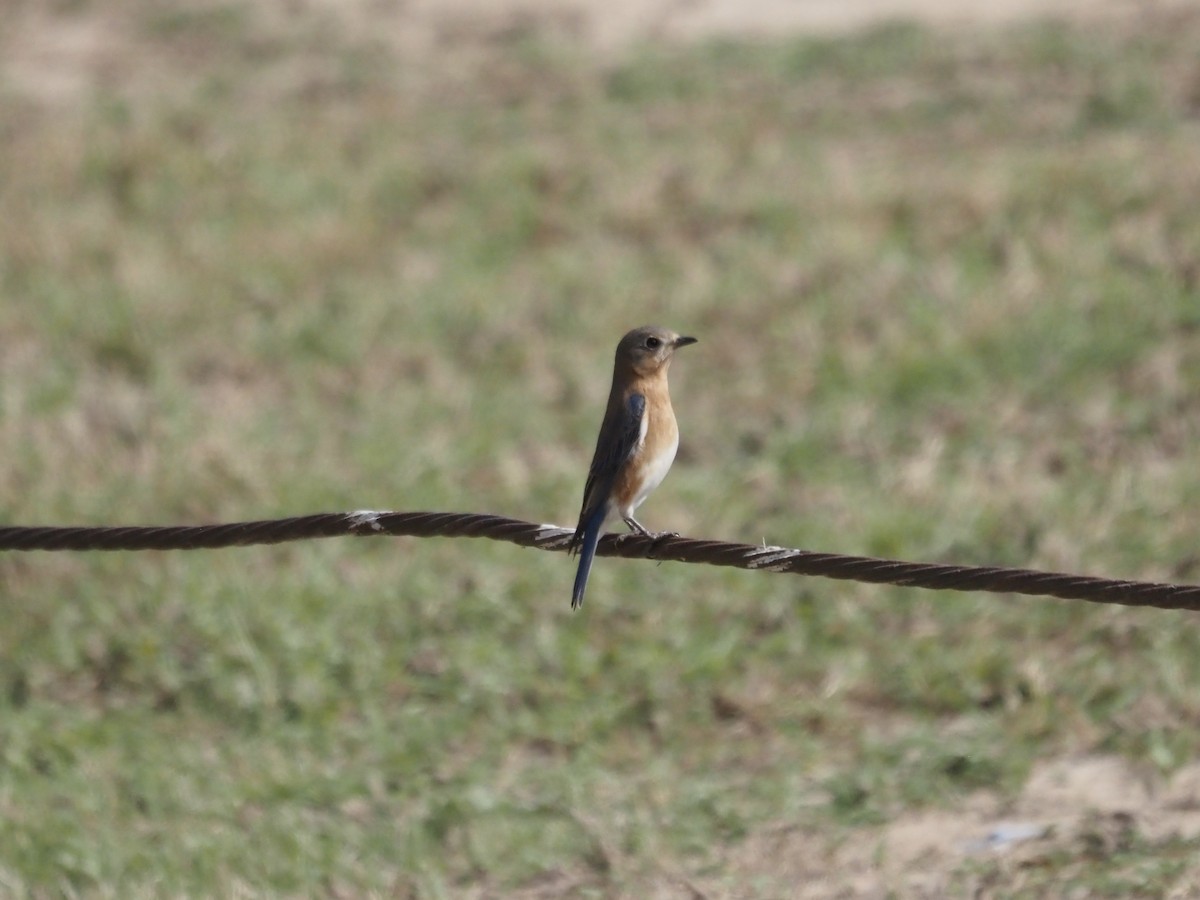 Eastern Bluebird - ML646785735
