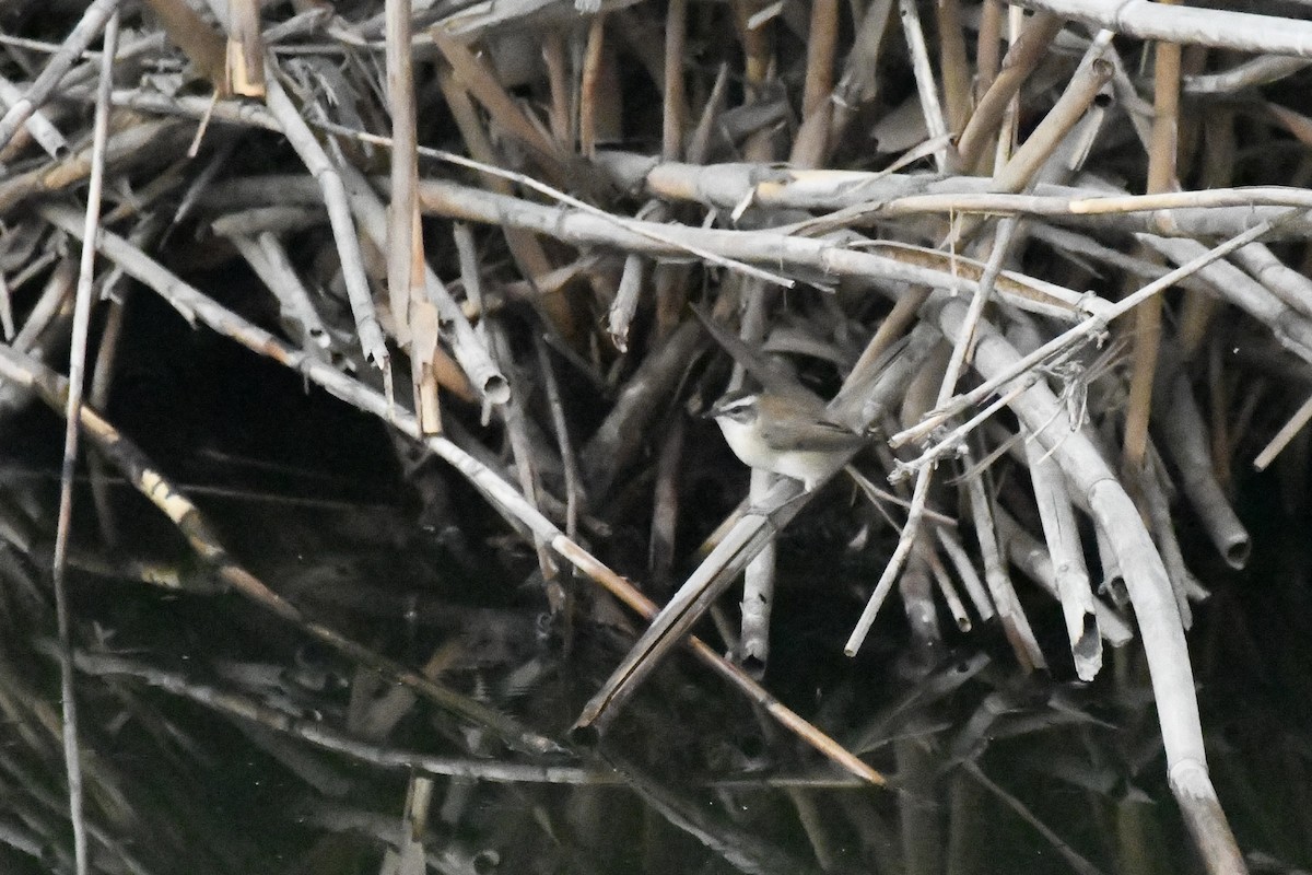 tamarisksanger - ML646785737