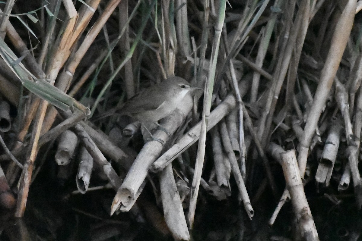 קנית אפריקנית - ML646785738