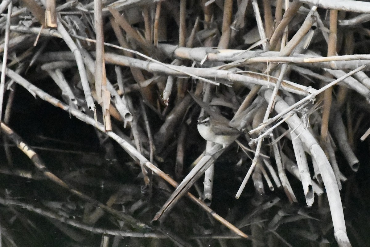 tamarisksanger - ML646785739