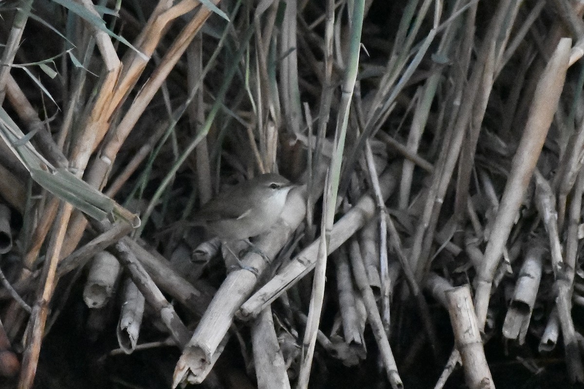 קנית אפריקנית - ML646785740