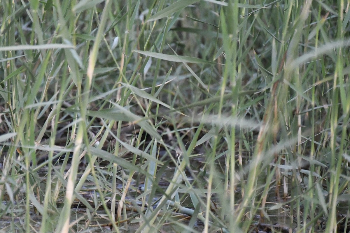 tamarisksanger - ML646785741