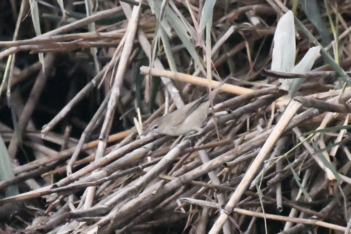 קנית אפריקנית - ML646785743