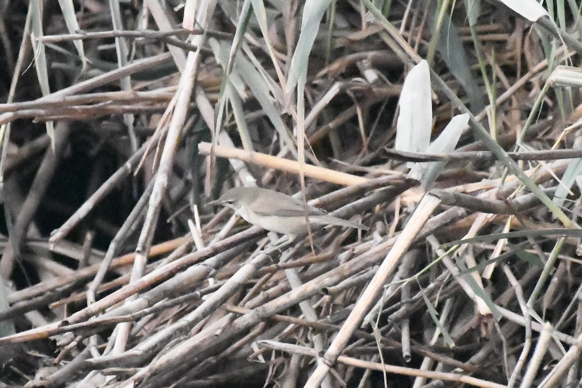 קנית אפריקנית - ML646785744