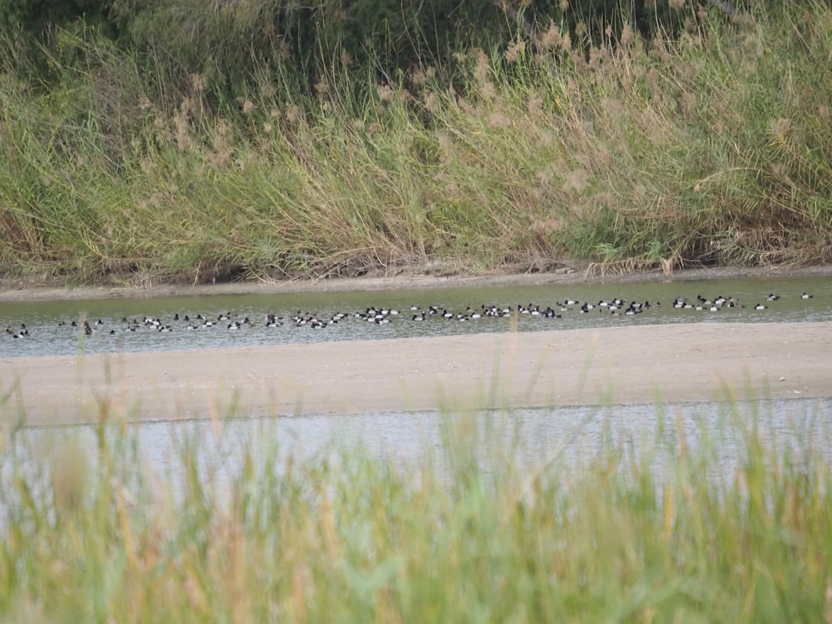 Greater/Lesser Scaup - ML646785746