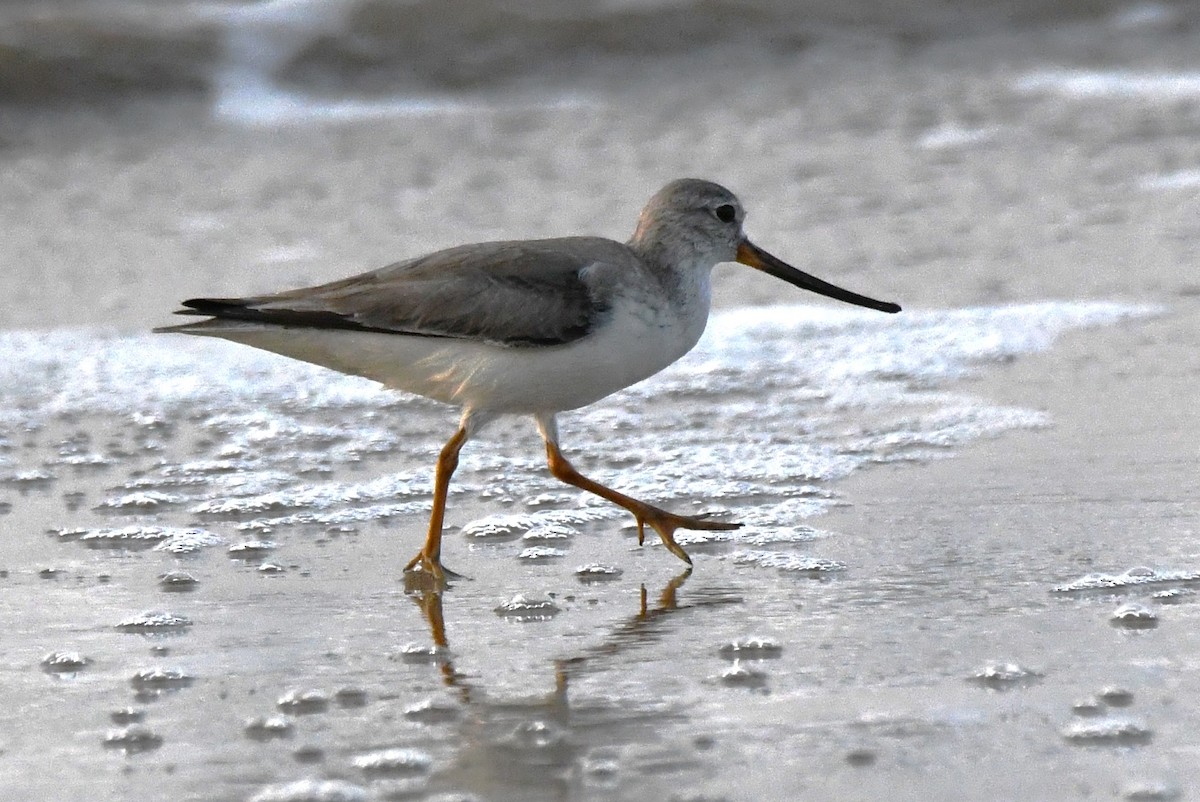 Terek Sandpiper - ML646785749