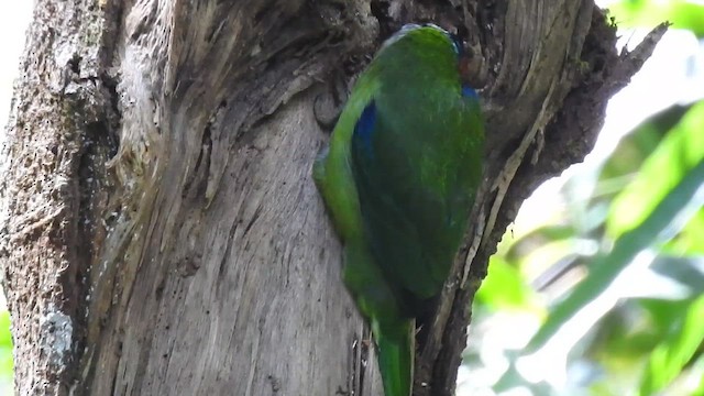 Golden-throated Barbet - ML646785750