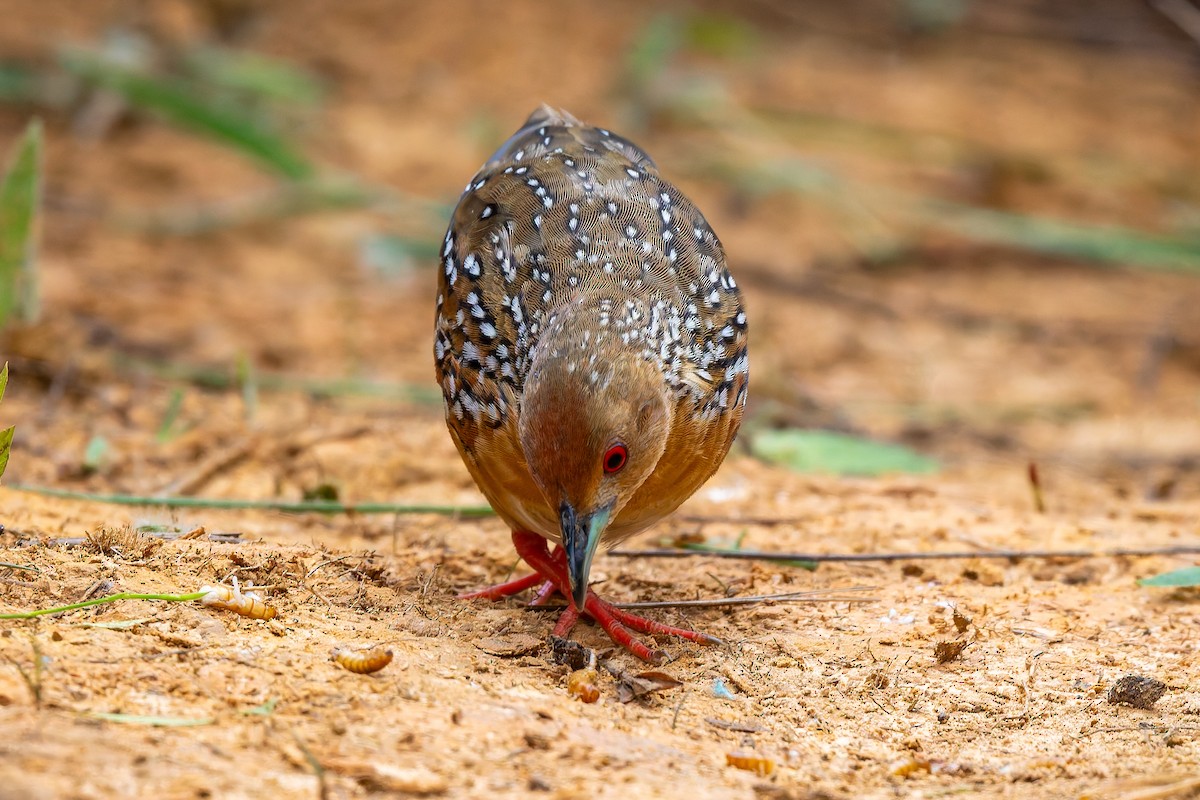 Ocellated Crake - ML646785751