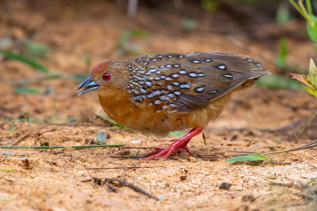 Ocellated Crake - ML646785752