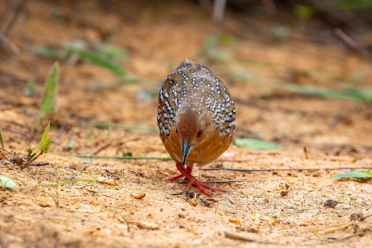 Ocellated Crake - ML646785754