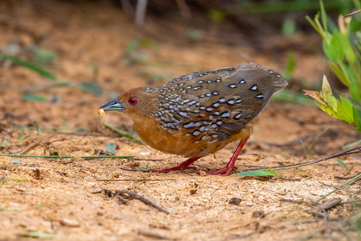 Ocellated Crake - ML646785755