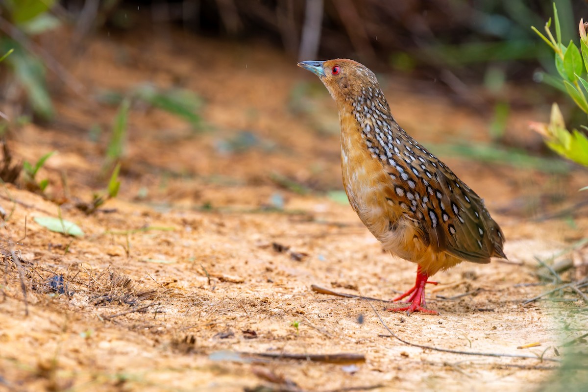 Ocellated Crake - ML646785756