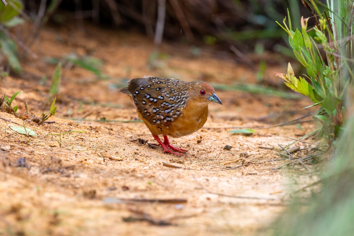 Ocellated Crake - ML646785757