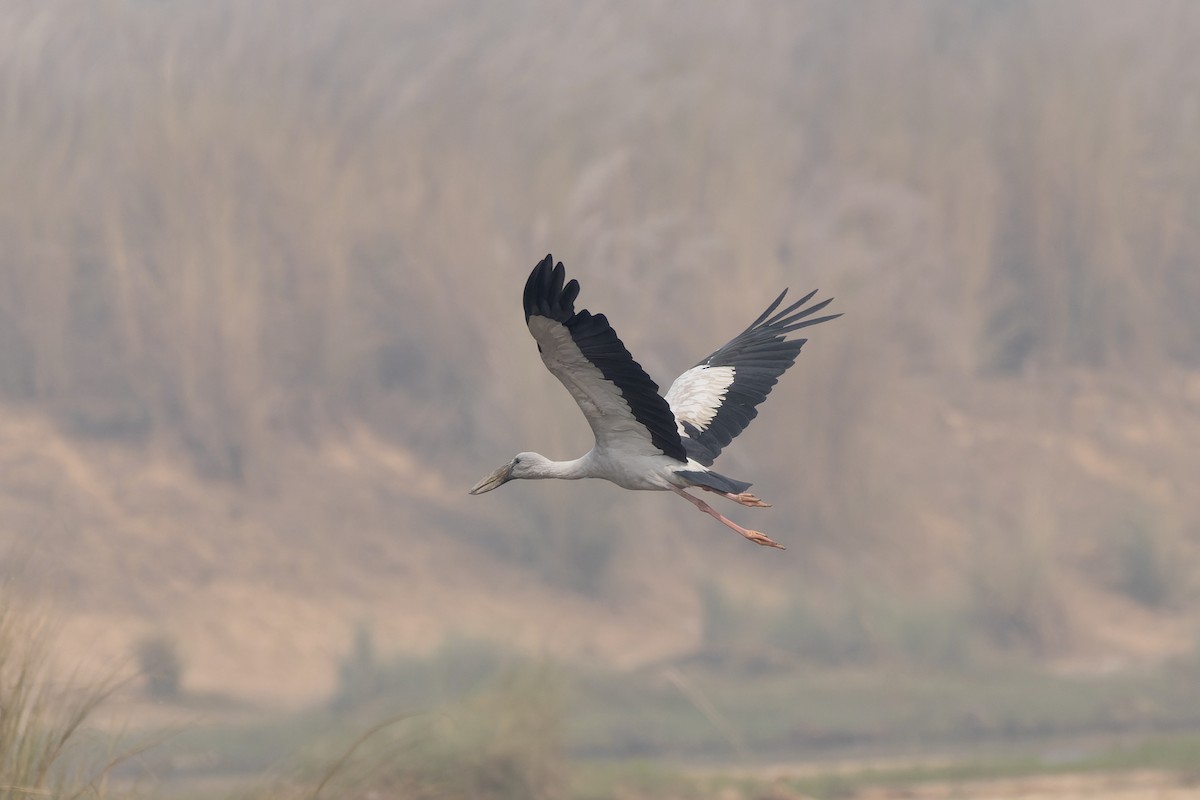 スキハシコウ - ML646785758