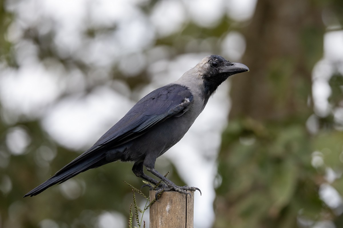 House Crow - ML646785759