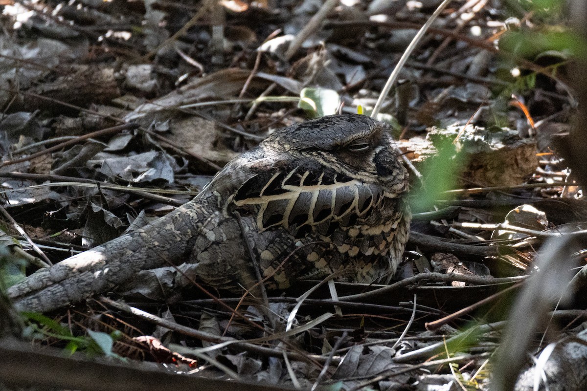 Common Pauraque - ML646785761