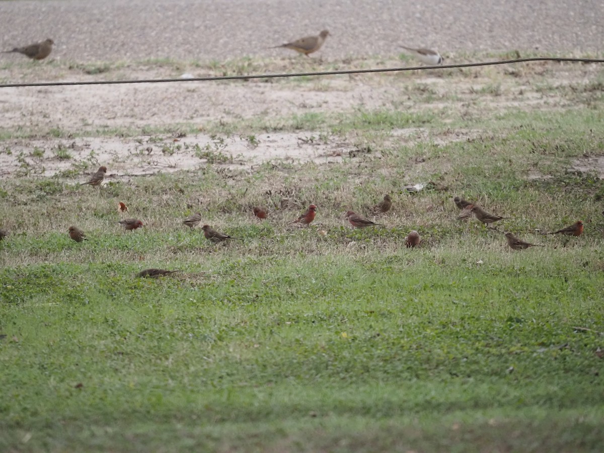 House Finch - ML646785762