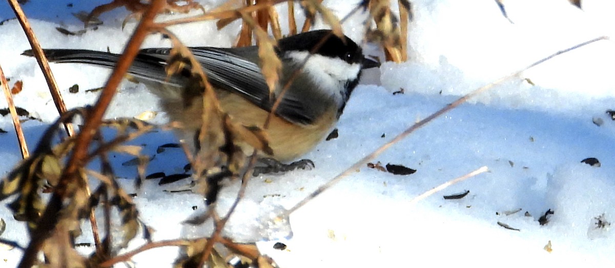 Black-capped Chickadee - ML646785764