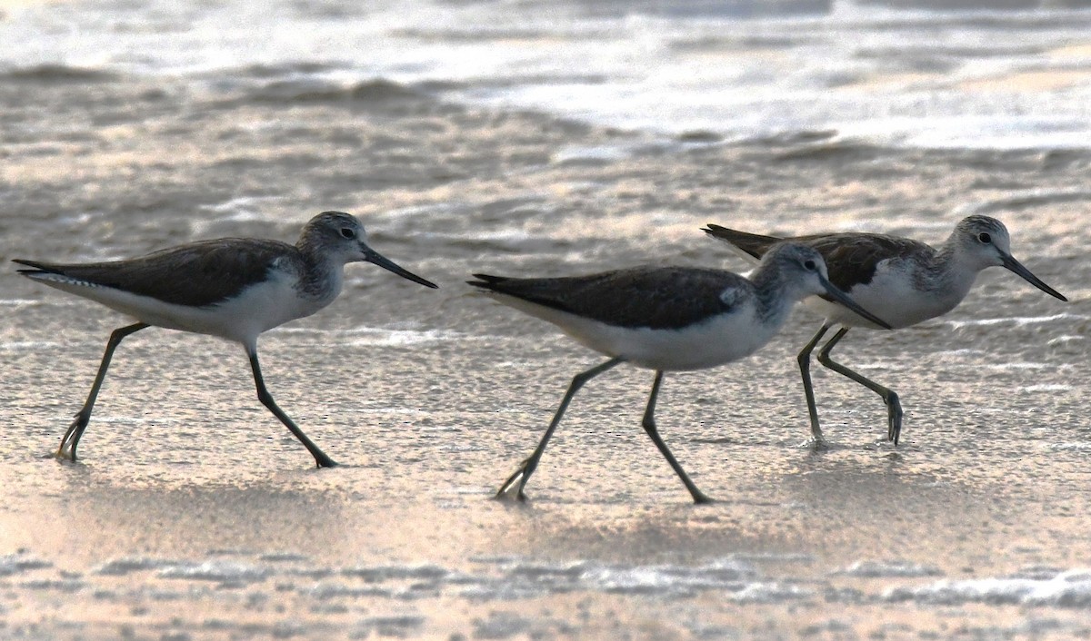 Common Greenshank - ML646785765
