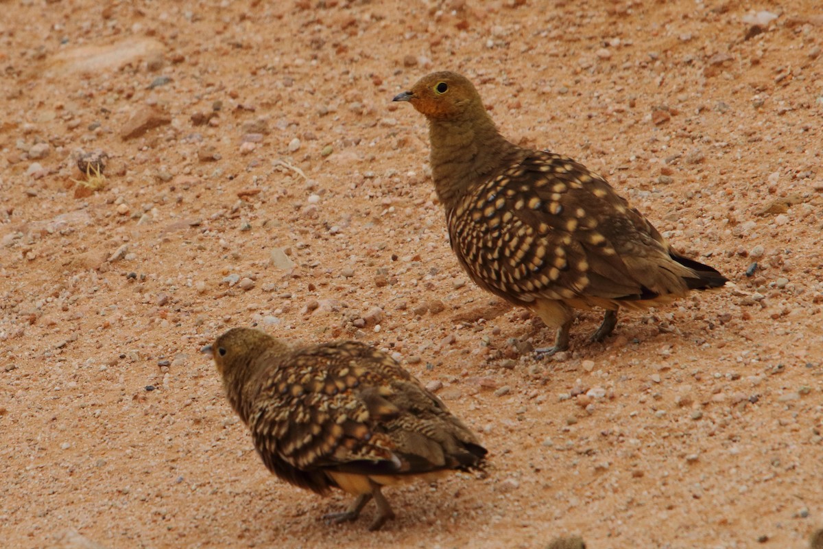 Namaqua Sandgrouse - ML646785766