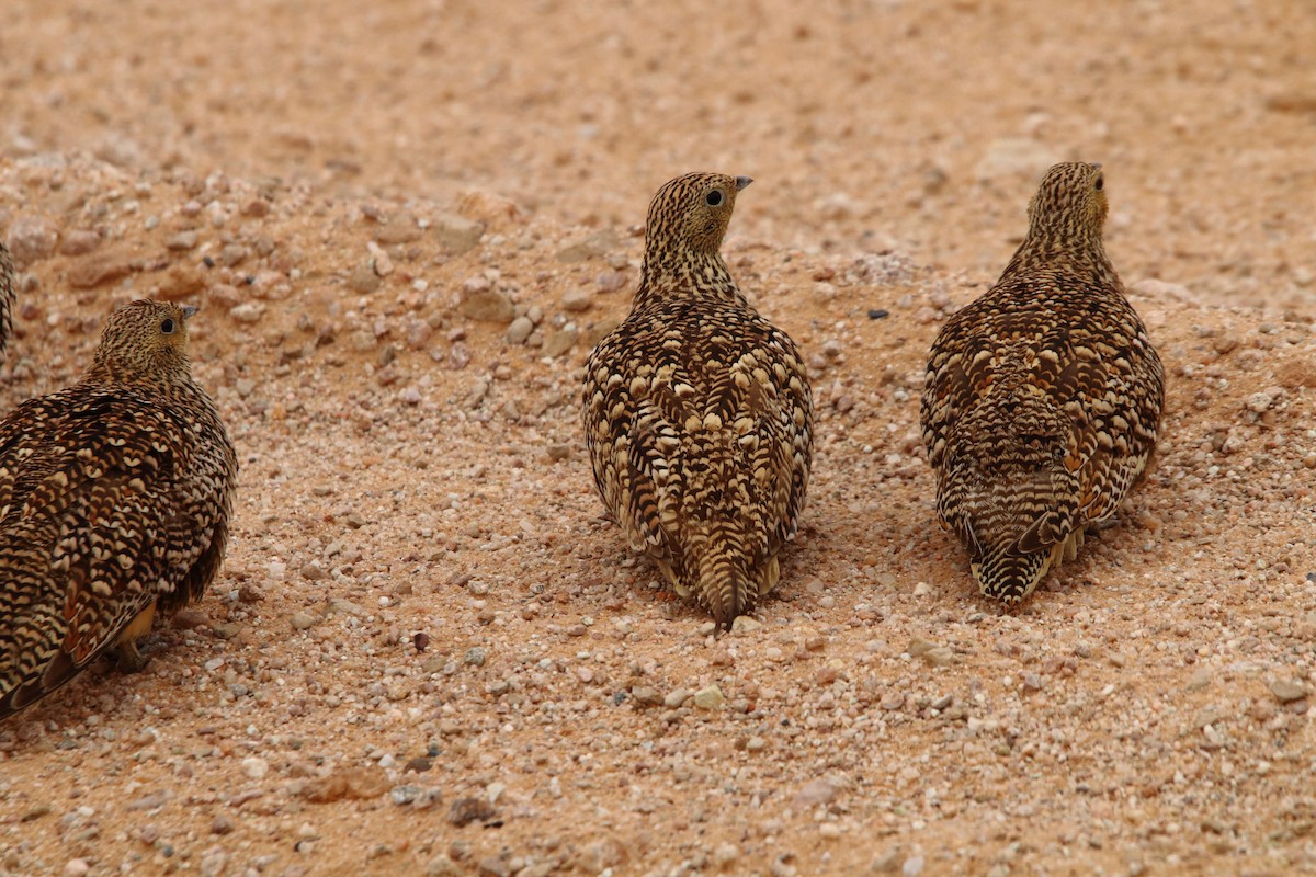 Namaqua Sandgrouse - ML646785767