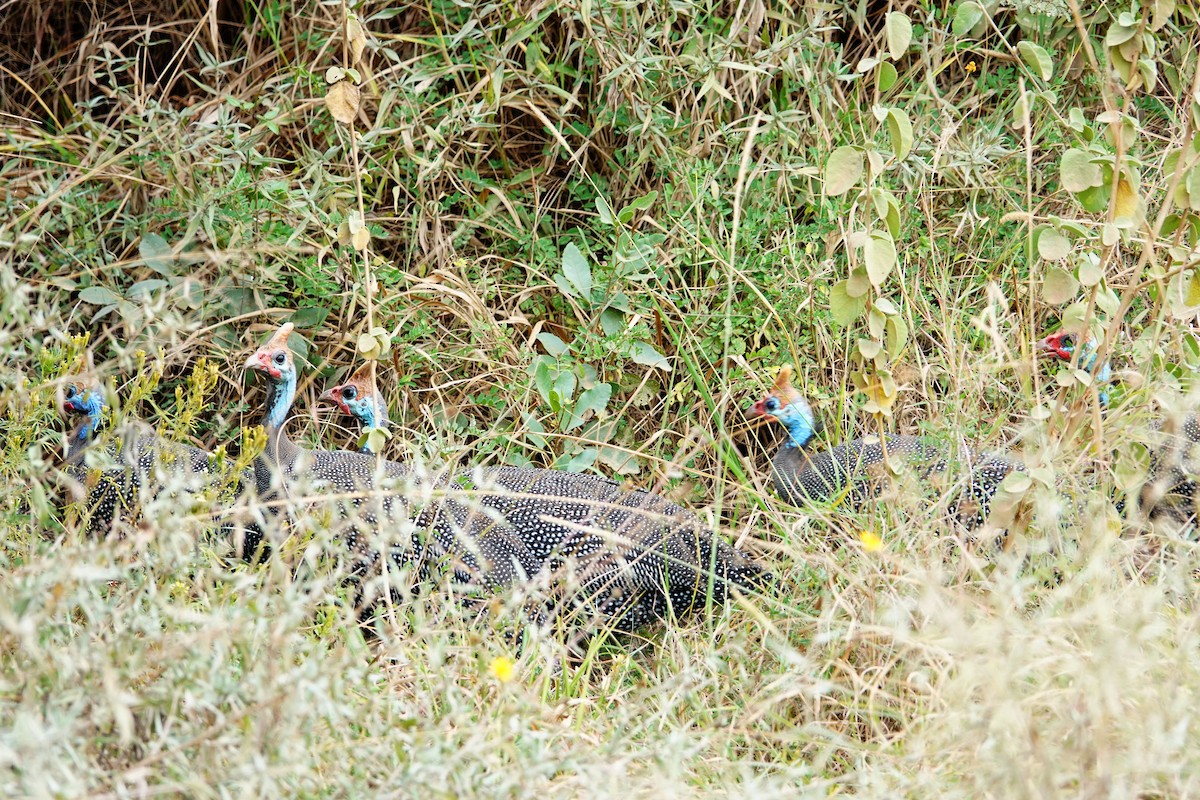 Helmeted Guineafowl - ML646785768