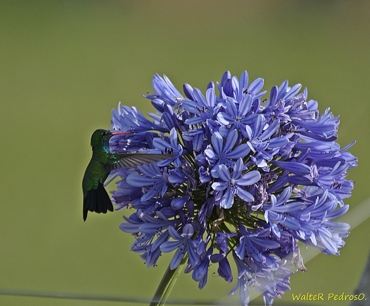 Glittering-bellied Emerald - ML646785769