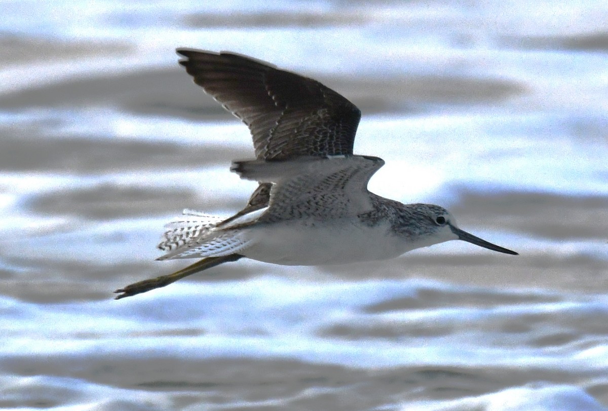 Common Greenshank - ML646785770