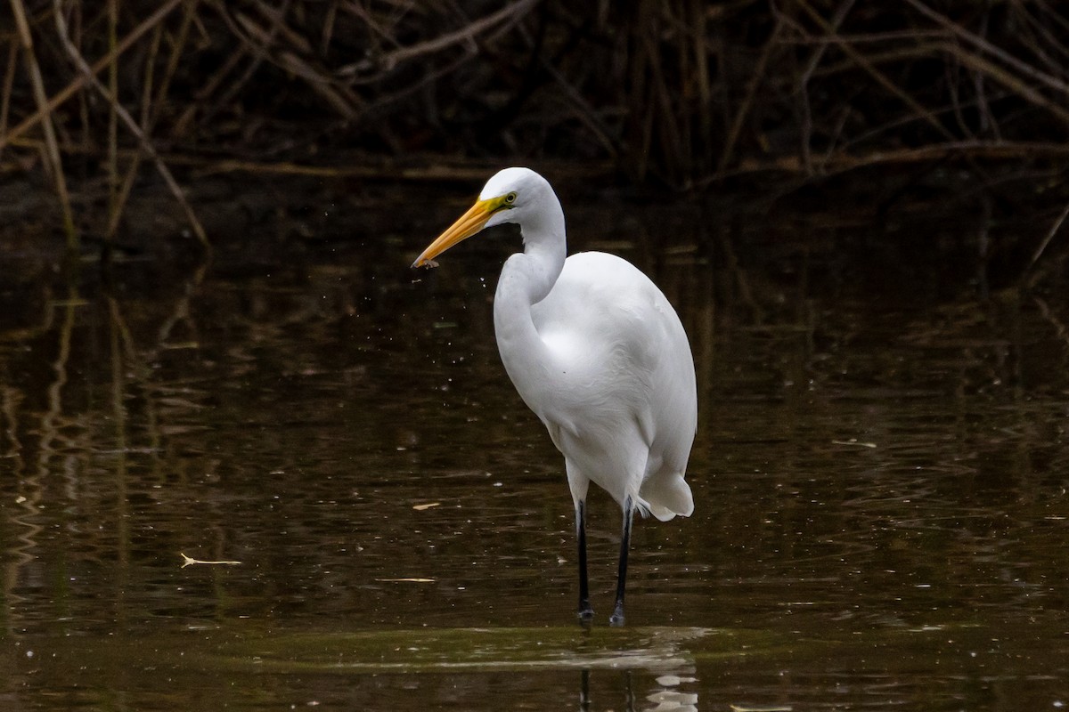 Great Egret - ML646785771