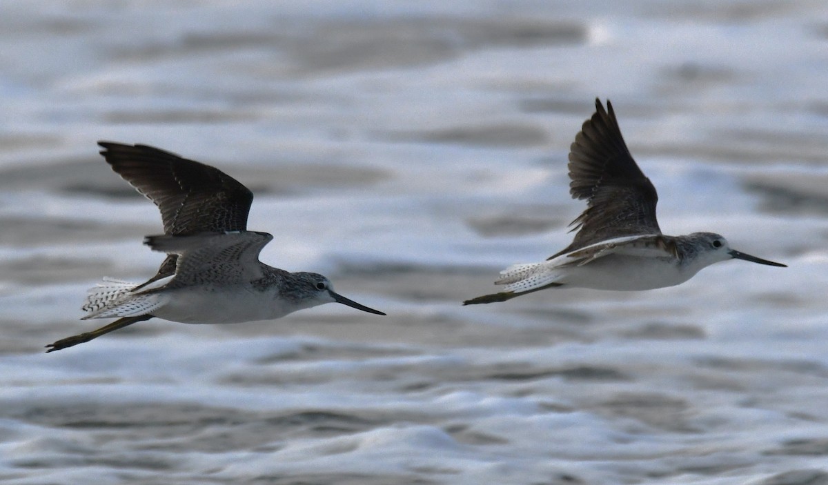 Common Greenshank - ML646785772