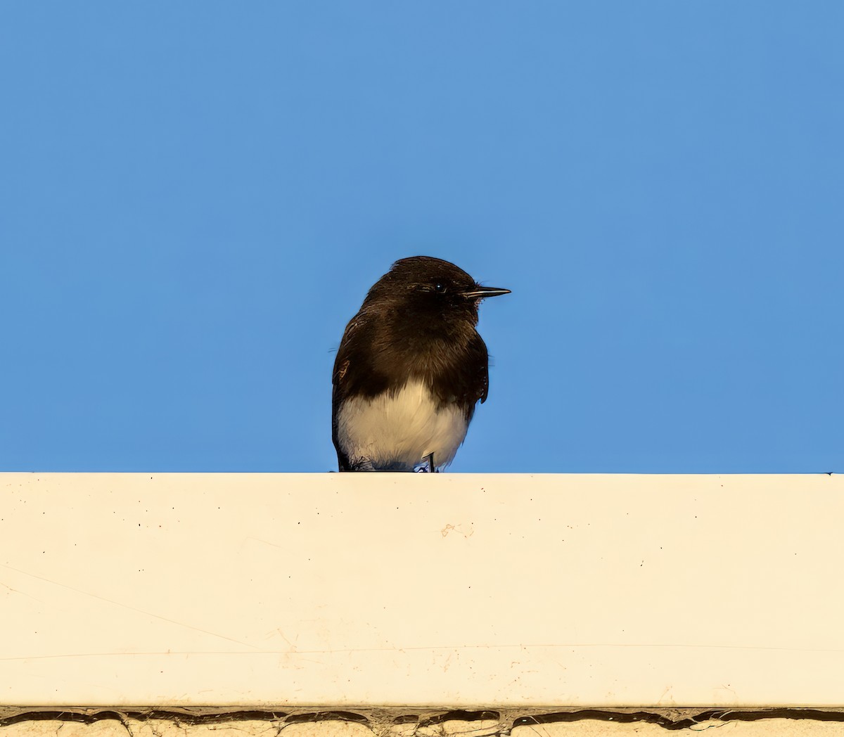 Black Phoebe - ML646785773