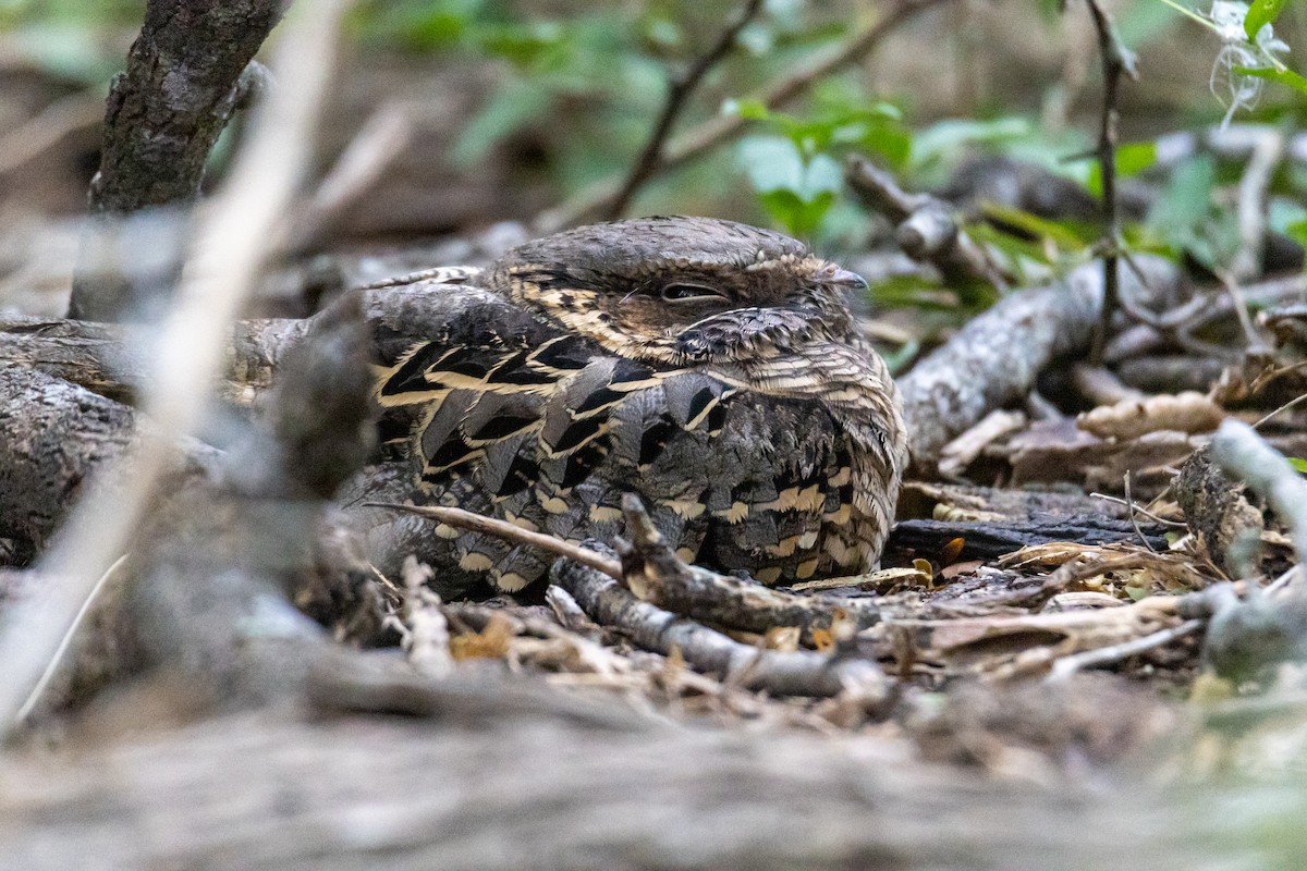 Common Pauraque - ML646785774