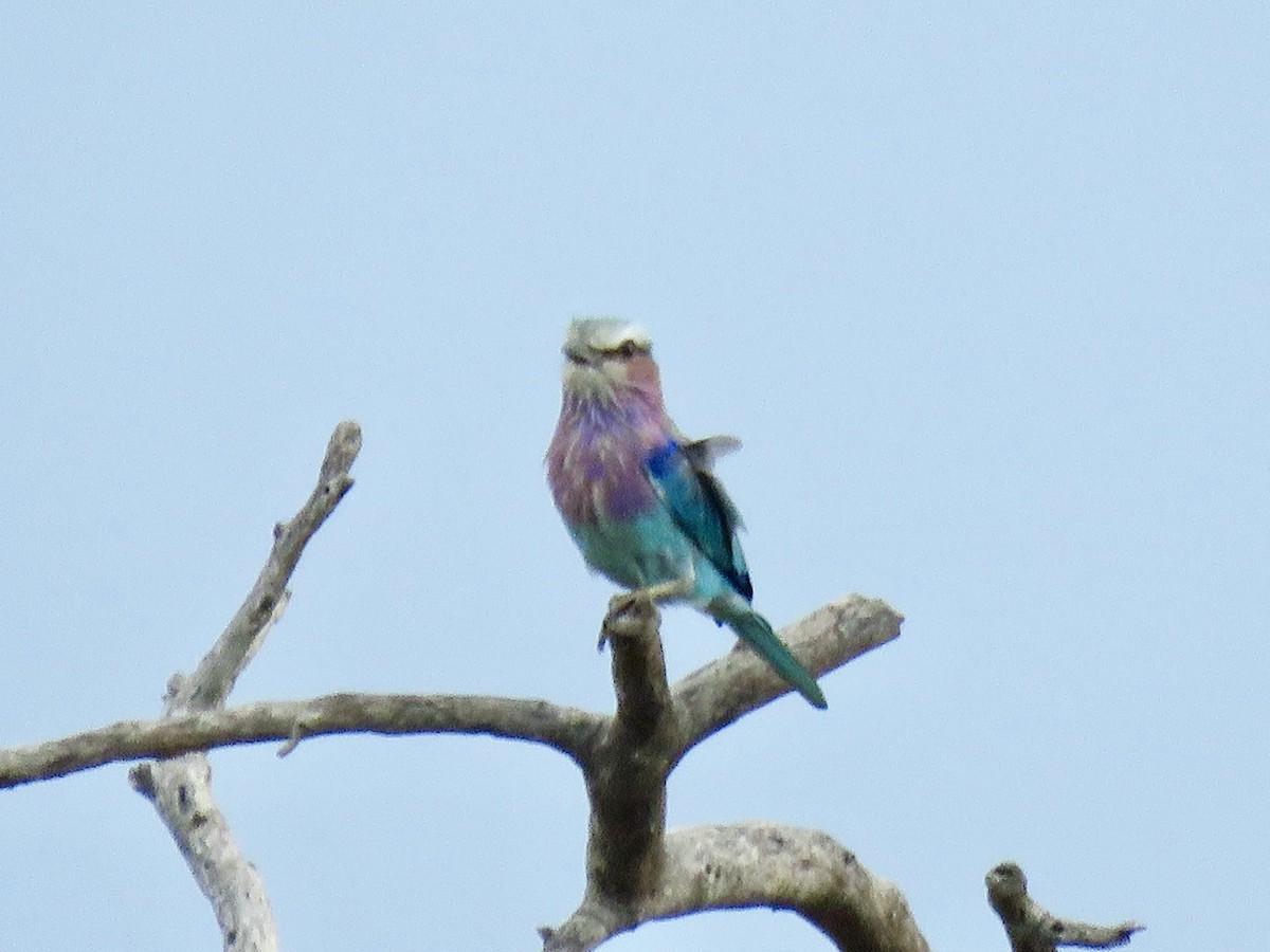 Lilac-breasted Roller - ML646785775