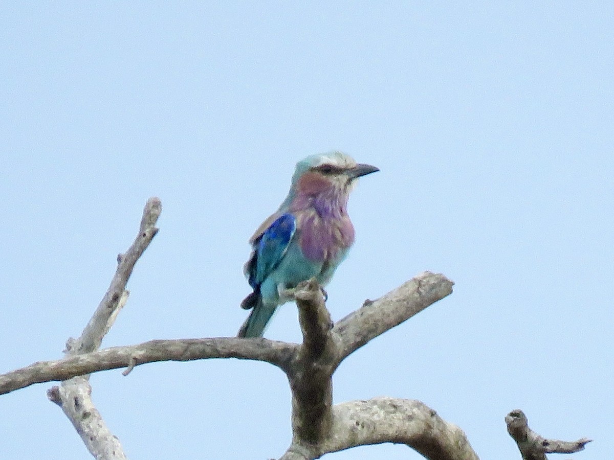 Lilac-breasted Roller - ML646785776