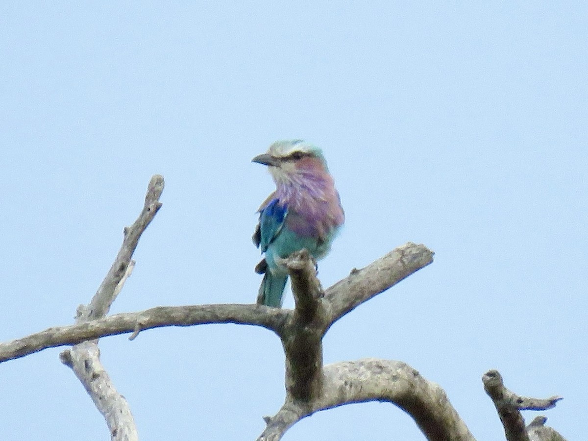 Lilac-breasted Roller - ML646785777