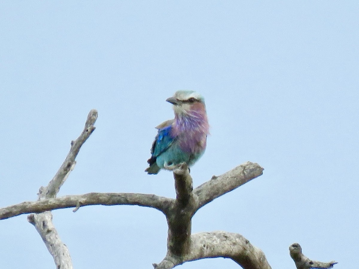Lilac-breasted Roller - ML646785778
