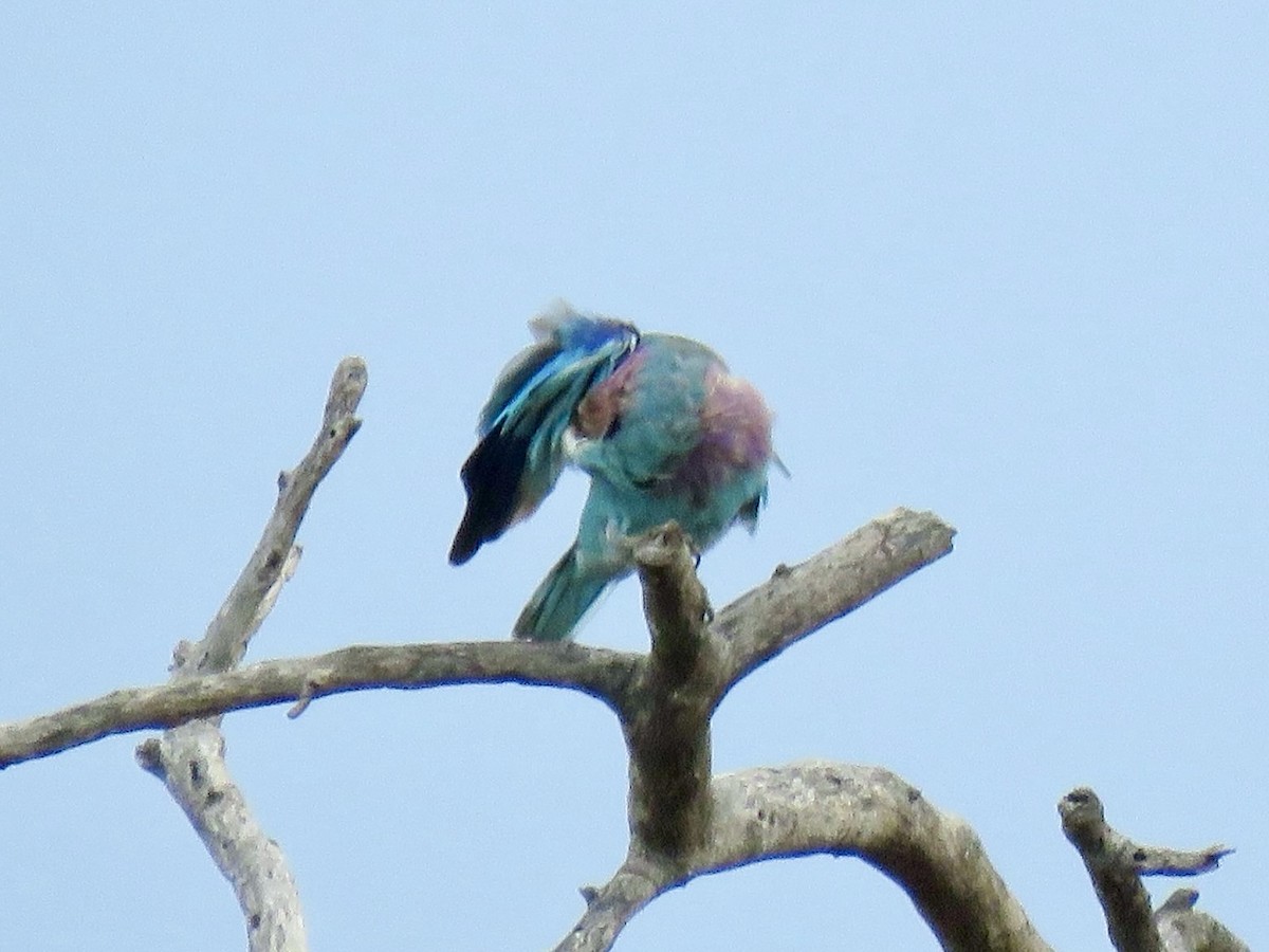 Lilac-breasted Roller - ML646785779