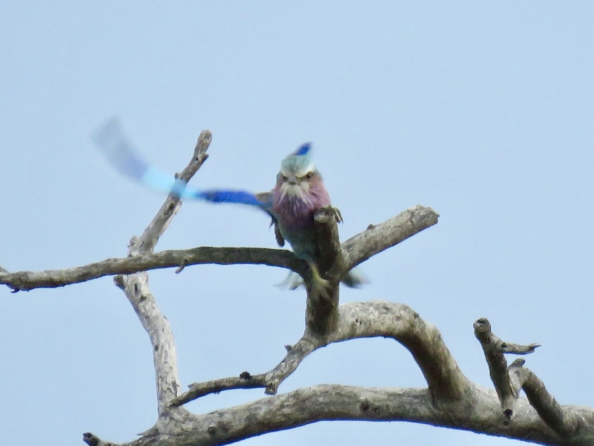 Lilac-breasted Roller - ML646785780