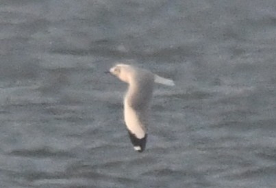 Brown-headed Gull - ML646785781