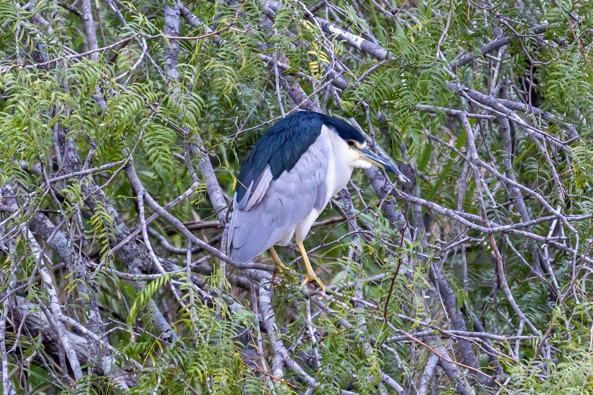 Black-crowned Night Heron - ML646785782