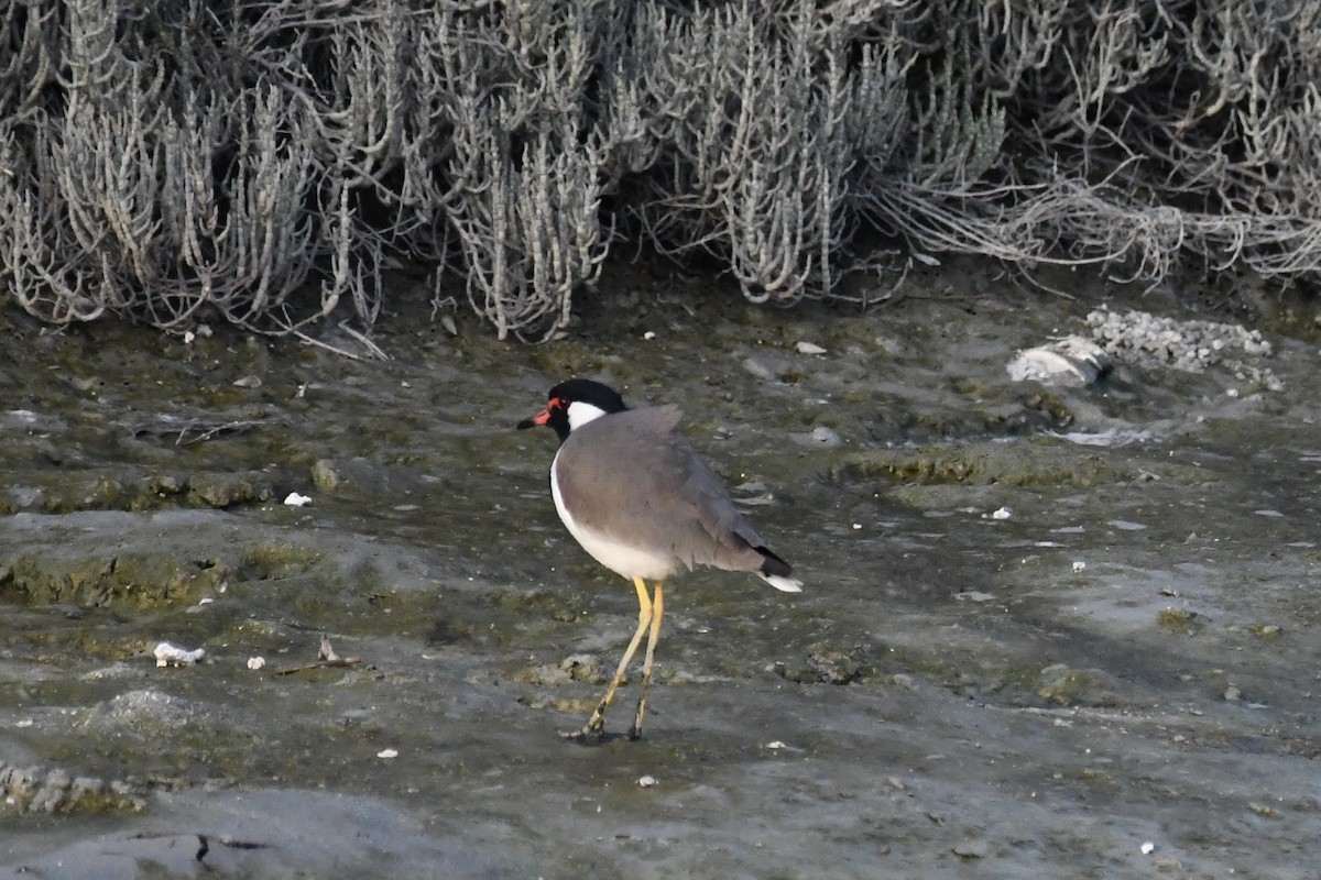 brillevipe - ML646785784