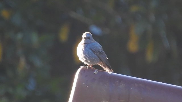 Blue Rock-Thrush - ML646785785
