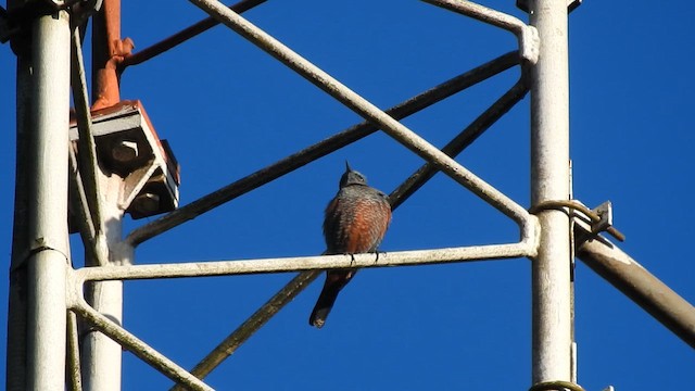 Blue Rock-Thrush - ML646785786