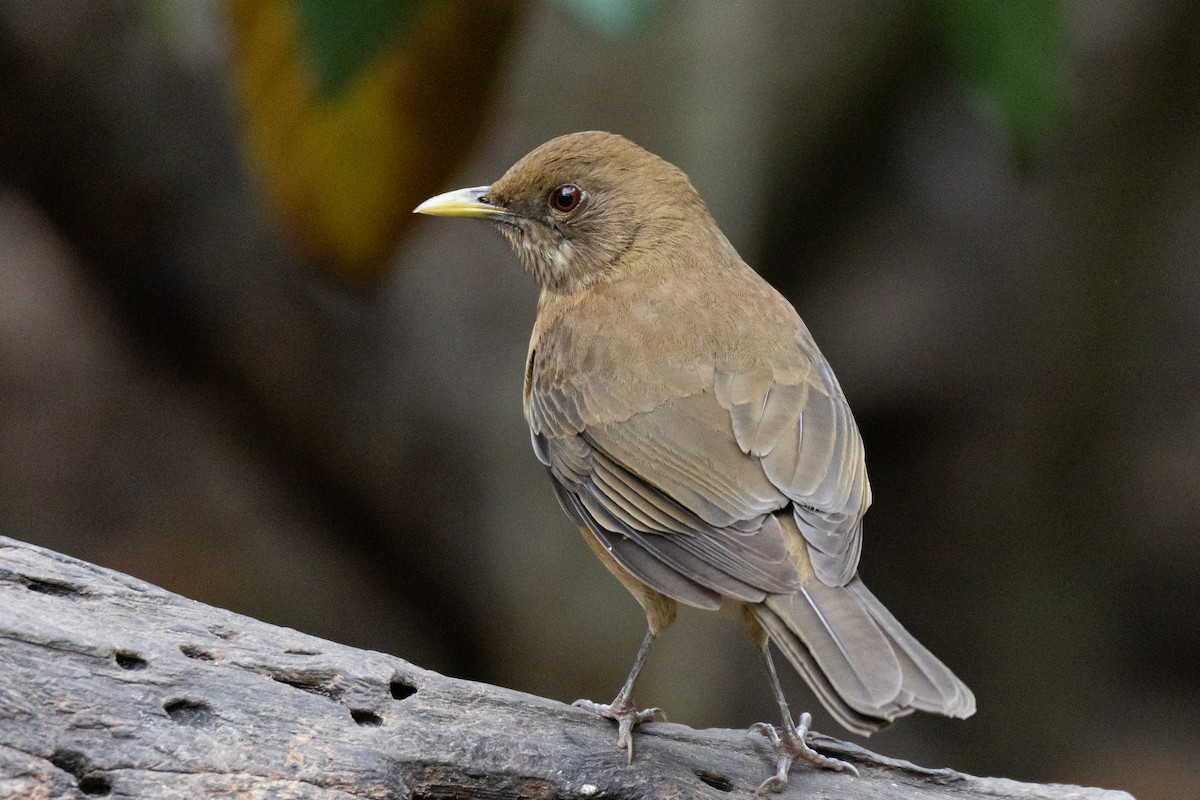 Clay-colored Thrush - ML646785787